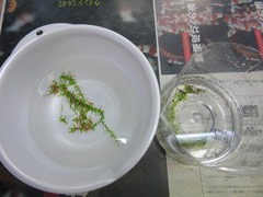 レッドビーシュリンプ繁殖でヤフオク！出品