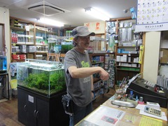 レッドビーシュリンプ繁殖でヤフオク！出品