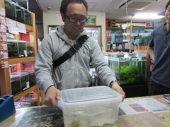 レッドビーシュリンプ繁殖でヤフオク！出品