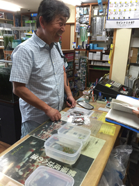 レッドビーシュリンプ繁殖でヤフオク！出品！