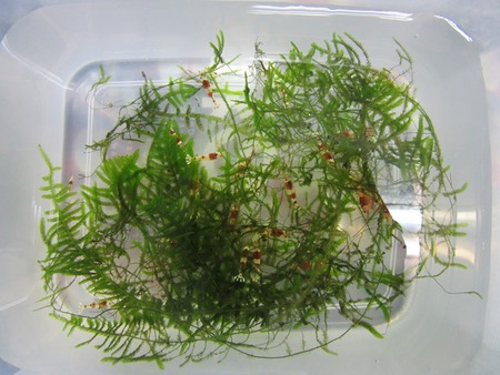 レッドビーシュリンプ繁殖　で　ヤフオク！へ出品