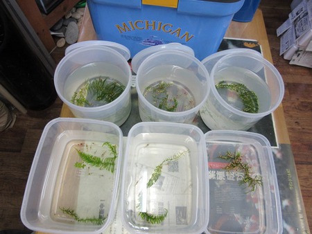 レッドビーシュリンプ繁殖でヤフオク！出品！