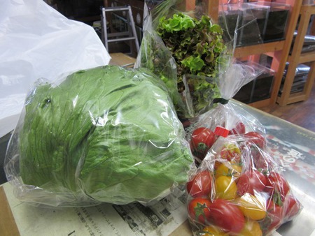 レッドビーシュリンプ繁殖でヤフオク！出品！