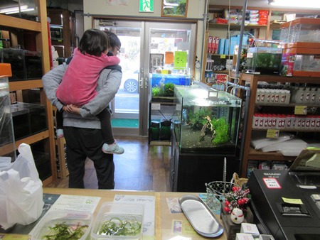 レッドビーシュリンプ