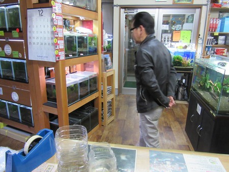 レッドビーシュリンプ