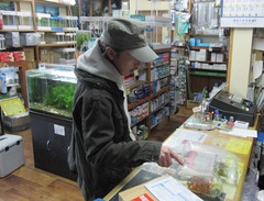 レッドビーシュリンプ繁殖で出品