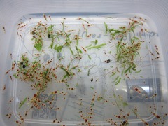 レッドビーシュリンプ繁殖で出品