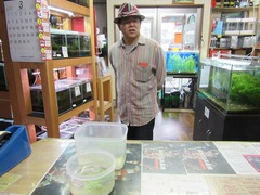 レッドビーシュリンプ繁殖で出品