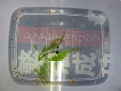 レッドビーシュリンプ繁殖で出品