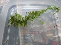 レッドビーシュリンプ繁殖で出品