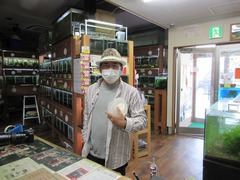 レッドビーシュリンプ繁殖でヤフオク！出品