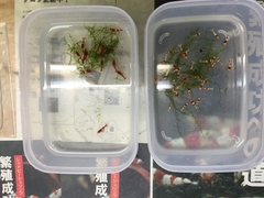 レッドビーシュリンプ繁殖でヤフオク！出品！