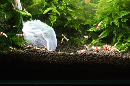 レッドビーシュリンプ繁殖セットの水槽 レッドビーシュリンプ繁殖セットの水槽