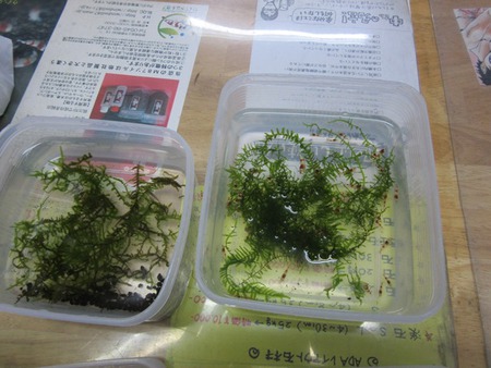 レッドビーシュリンプ