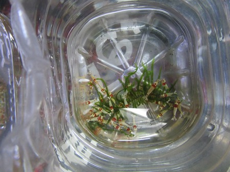 レッドビーシュリンプ