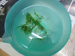 レッドビーシュリンプ繁殖で出品