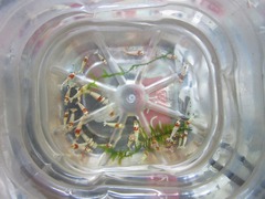 レッドビーシュリンプ繁殖で出品