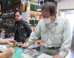 レッドビーシュリンプ繁殖で出品