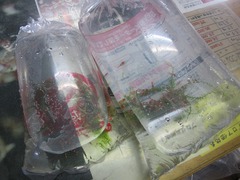 レッドビーシュリンプ繁殖で出品