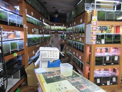 レッドビーシュリンプ繁殖で出品