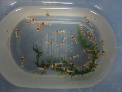 レッドビーシュリンプ繁殖してヤフオク！出品