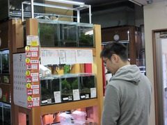 レッドビーシュリンプ繁殖で出品