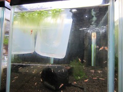 レッドビーシュリンプ繁殖でヤフオク！出品