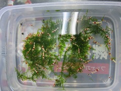 レッドビーシュリンプ繁殖で出品