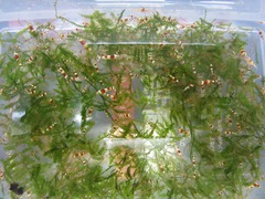 レッドビーシュリンプ繁殖でヤフオク！出品