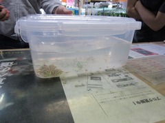 レッドビーシュリンプ繁殖でヤフオク！出品