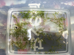 レッドビーシュリンプ繁殖でヤフオク！出品