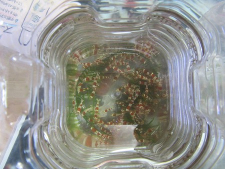 レッドビーシュリンプ