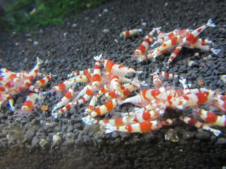 【中さん】産のレッドビーシュリンプ販売水槽