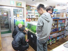 レッドビーシュリンプ繁殖で出品