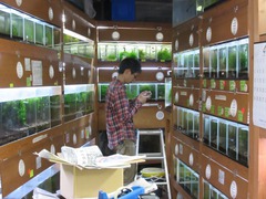 レッドビーシュリンプ繁殖でヤフオク！出品