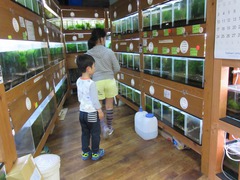 レッドビーシュリンプ繁殖で出品