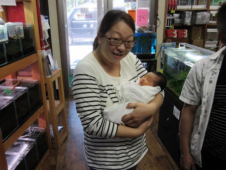 レッドビーシュリンプ繁殖でヤフオク！出品