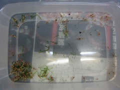 レッドビーシュリンプ繁殖でヤフオク！出品