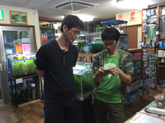 レッドビーシュリンプ繁殖でヤフオク！出品！