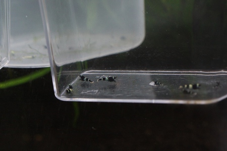 ブラックシャドーとターコイズ ブラックシャドーとターコイズ