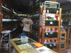 レッドビーシュリンプ繁殖でヤフオク！出品