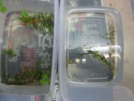 レッドビーシュリンプ