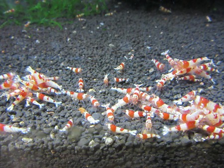 【中さん】産のレッドビーシュリンプ販売水槽