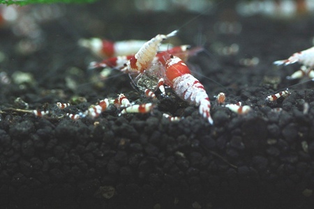 レッドビーシュリンプと赤ちゃん