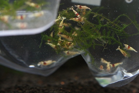 レッドビーシュリンプ 森蝦ブリード レッドビーシュリンプ 森蝦ブリード