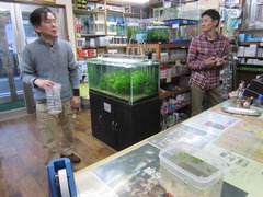 レッドビーシュリンプ繁殖で出品