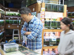 レッドビーシュリンプ繁殖で出品