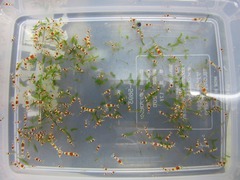 レッドビーシュリンプ繁殖でヤフオク！出品