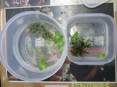 レッドビーシュリンプ繁殖でヤフオク！出品