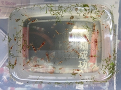 レッドビーシュリンプ繁殖でヤフオク！出品！